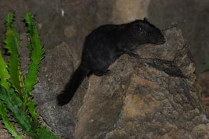 Laonastes aenigmamus