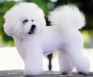 Bichon Frise