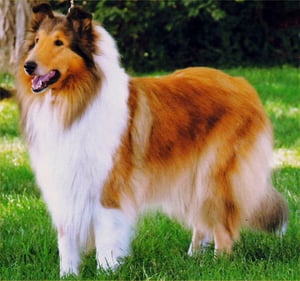 Rough Collie