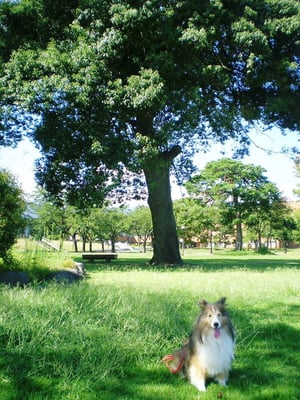 The leaning Japanese horse tree on 2012.09.02