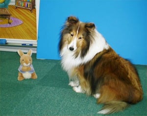 Sheltie is the Best! Erie