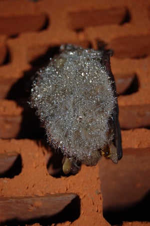 Schimmel? - Nein! Tau benetzt das Fell eines Braunen Langohrs im Fledermaus-Winterquartier im Bexaddetal bei Damme; Foto: Ludger Frye 2008