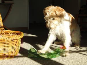 Petflasche entsorgen