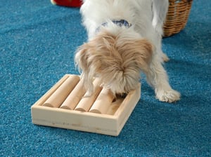 Geschicklichkeitsspiel mit Futterbelohnung