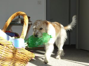 Petflasche entsorgen