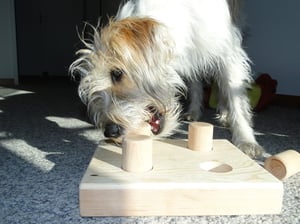 Geschicklichkeitsspiel mit Futterbelohnung