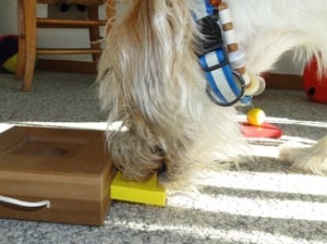 Geschicklichkeitsspiel mit Futterbelohnung