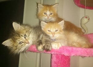 Bella links, Shiro rechts, Ralf Hinten