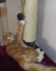 Ralf Rüdiger 3,5 Monate