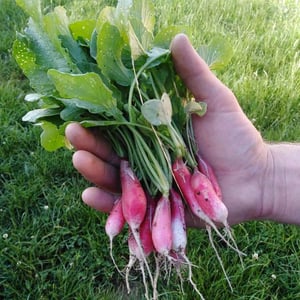 La Ferme de Florian & Sophie à Palenge - Septon