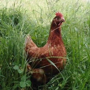 La Ferme de Florian et Sophie | Poules élevées en plein air