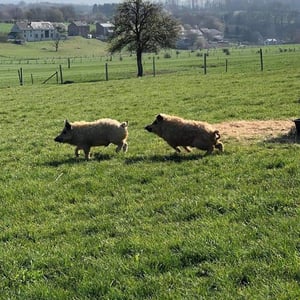 La Ferme de Florian et Sophie | Cochons de race Mangalica
