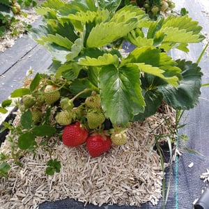 La Ferme de Florian & Sophie | Fraises