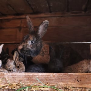 Kaninchen und Nachwuchs