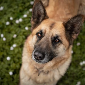 Schäferhündin "Sina"