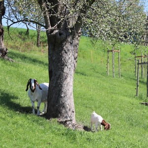 Ziegen auf der Weide