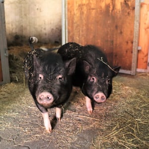 Minischweine "Rosi" und "Traudel"
