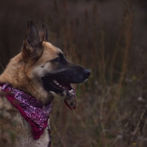 Schäferhündin "Sina"