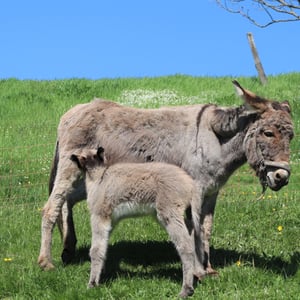 Esel Fonda und "Fritz vom Adlerhof"