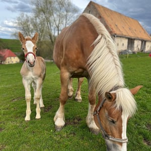 Pferde Odin und Elina auf der Weide