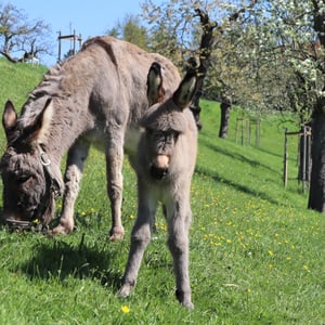 Esel Fonda und "Fritz vom Adlerhof"