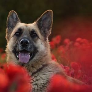 Schäferhündin "Sina"