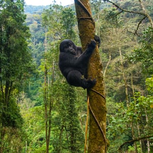 Junger, kletternder Gorilla in Uganda
