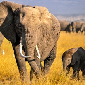 Elefanten im Amboselipark, Kenya