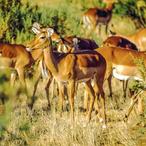 Gazellen, Kenya