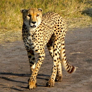 Gepard, Kenya