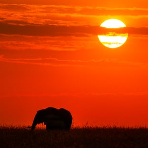 Elefant im Sonnenaufgang, Kenya