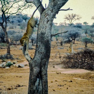 Leopard springt von einem Baum, Südafrika