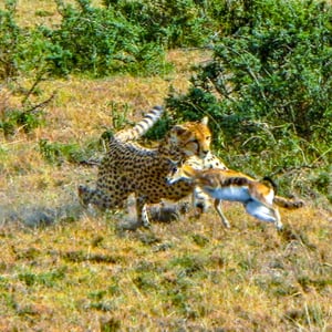 Gepard schlägt eine junge Gazelle in der Massai Mara, Kenya