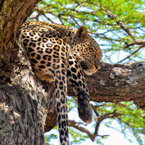 Leopard mit Mittagsschlaf in der Serengeti, Tansania