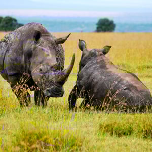 Nashörner, Kenya