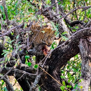 Leopard im Baum mit Beute, Kenya