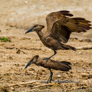 Paarende Vögel, Uganda