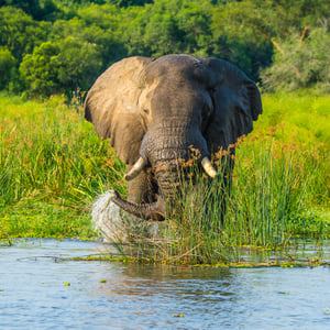 Elefant im Nil, Uganda