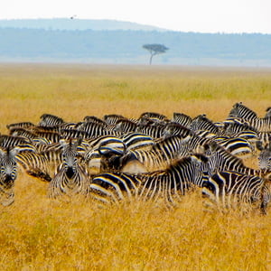 Zebras in der Massai Mara, Kenya