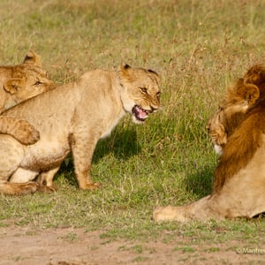Löwe mit Jungen im Sweetwaterspark, Kenya