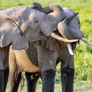 Elefanten im Amboselipark, Kenya