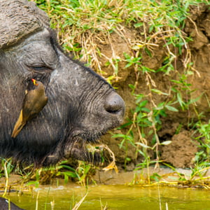 Büffel mit Vogel am Kopf, Uganda