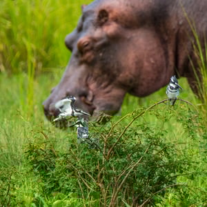 Nilpferd mit Kingfischern in Uganda