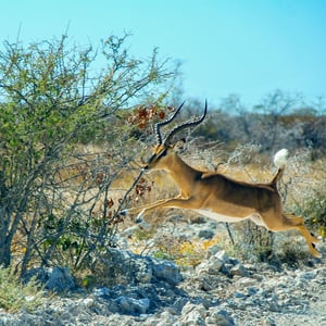 Fliehende Gazelle, Namibia