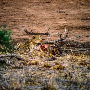 Leopard mit Beute, Südafrika