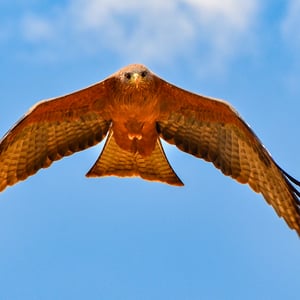 Rotmilan in Tansania