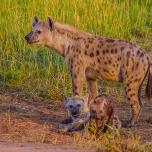 Hyänen im Murchinson Nationalpark, Uganda