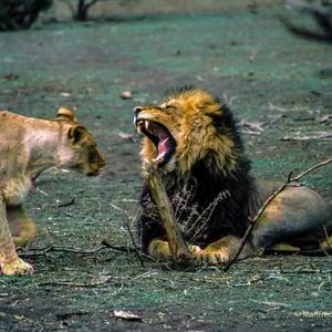 Löwenpaar im Mashatupark, Botswana