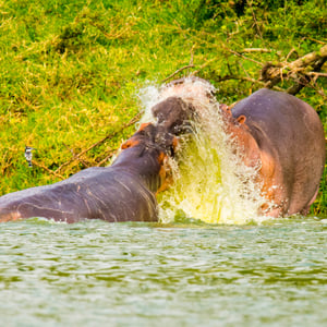 Kämpfende Nilpferde in Uganda
