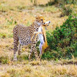 Gepard mit Beute, Kenya